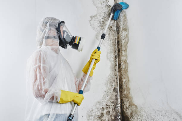 Best Health and Safety Mold Remediation in Leesburg, VA