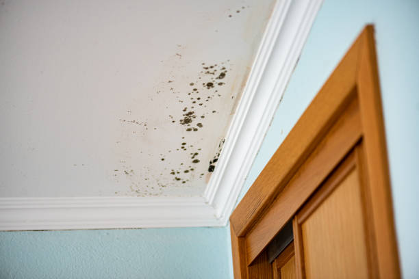 Best Basement Mold Remediation in Leesburg, VA