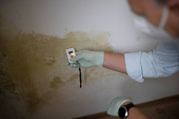 Best White Mold Remediation in Leesburg, VA