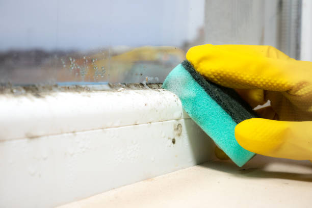 Best Attic Mold Remediation in Leesburg, VA