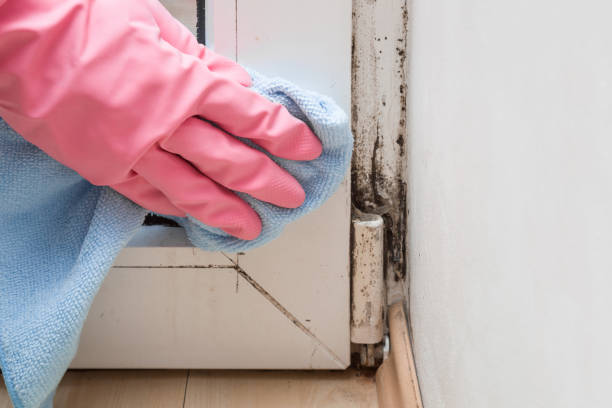 Best Insurance-Related Mold Remediation in Leesburg, VA